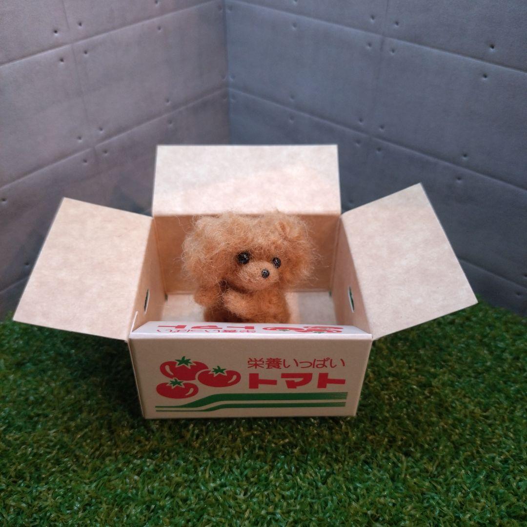 羊毛フェルト トイプードル「箱入り小さなプードルちゃん」