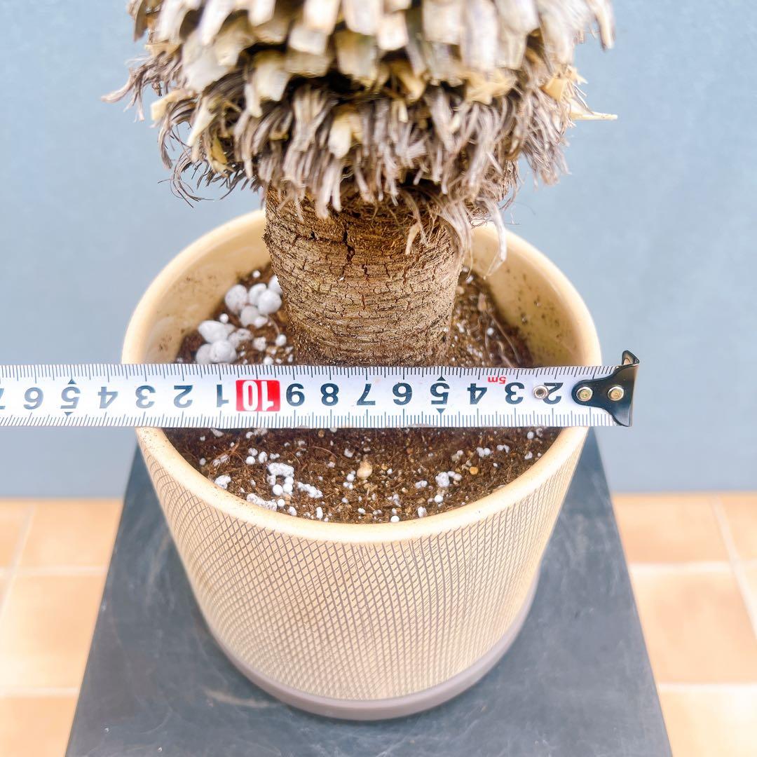 現品　ユッカ　ロストラータ　62番　陶器鉢　受け皿付き　幹上がり　ドライガーデン