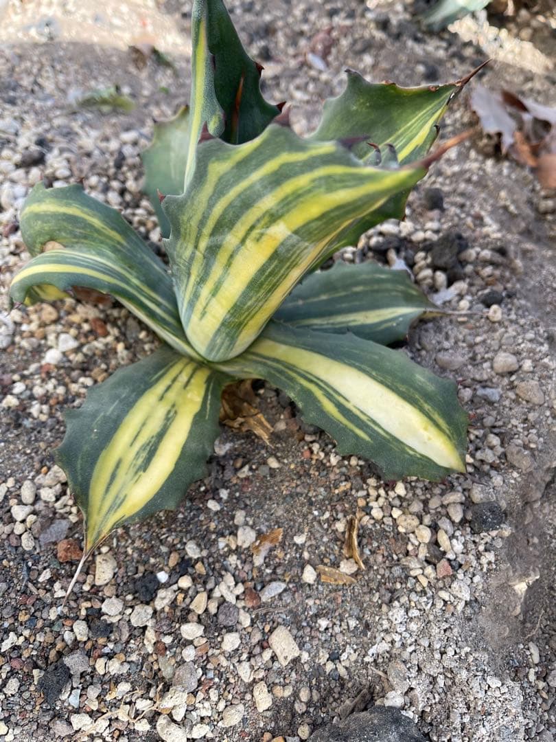 フェロックス錦