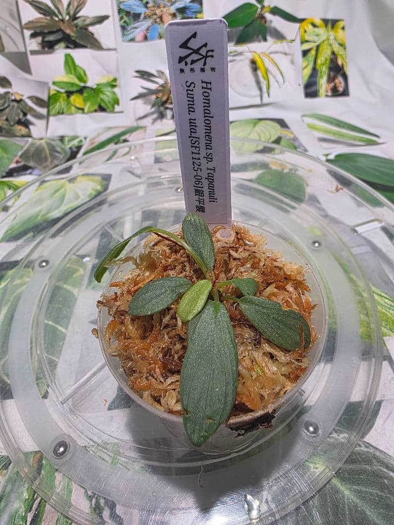 熱帯植物　ホマロメナsp.タパヌリ　スマトラ　ウタラ　銀平襞