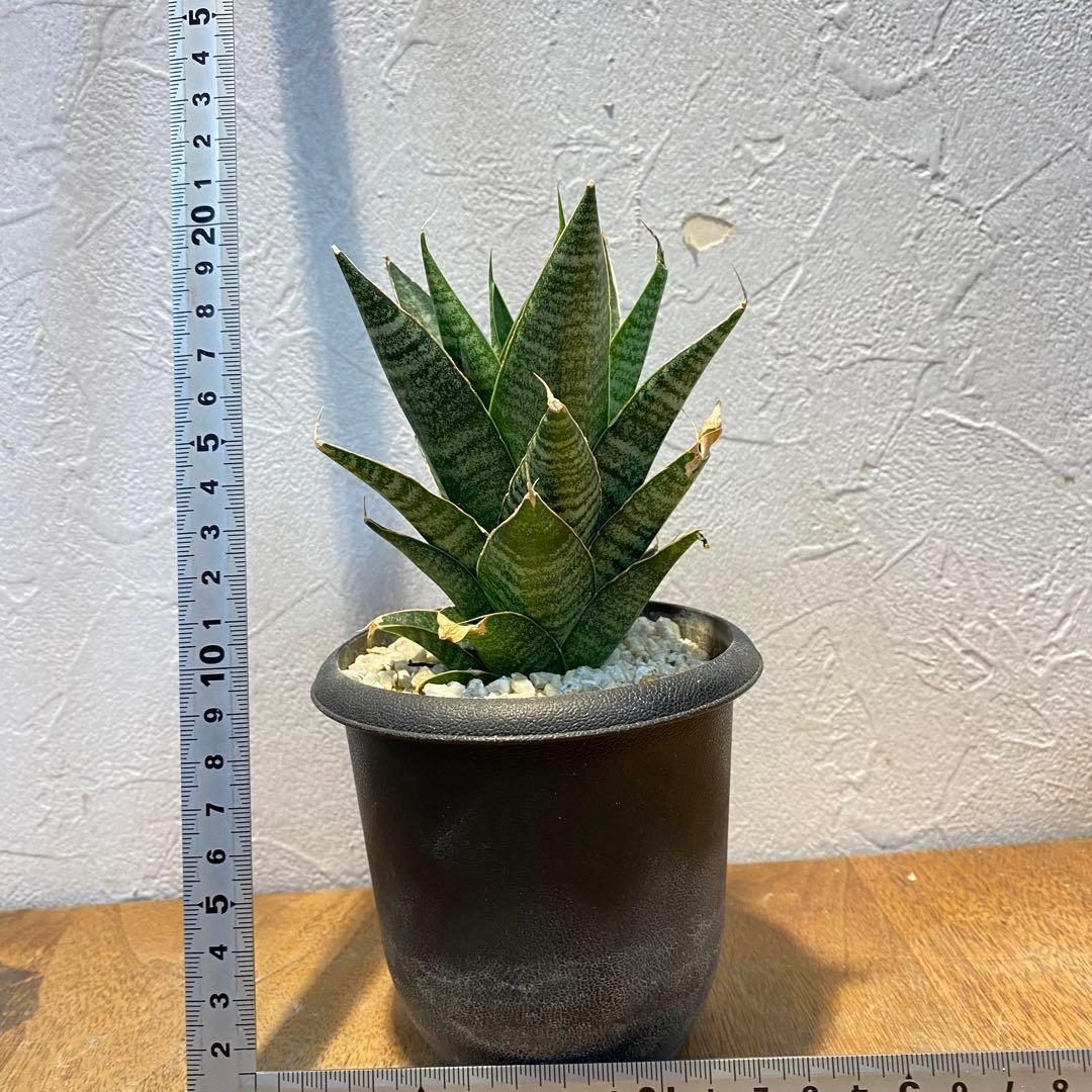 【発根済】 サンスベリア ブラックキャッスル　（Blackcastle） #a
