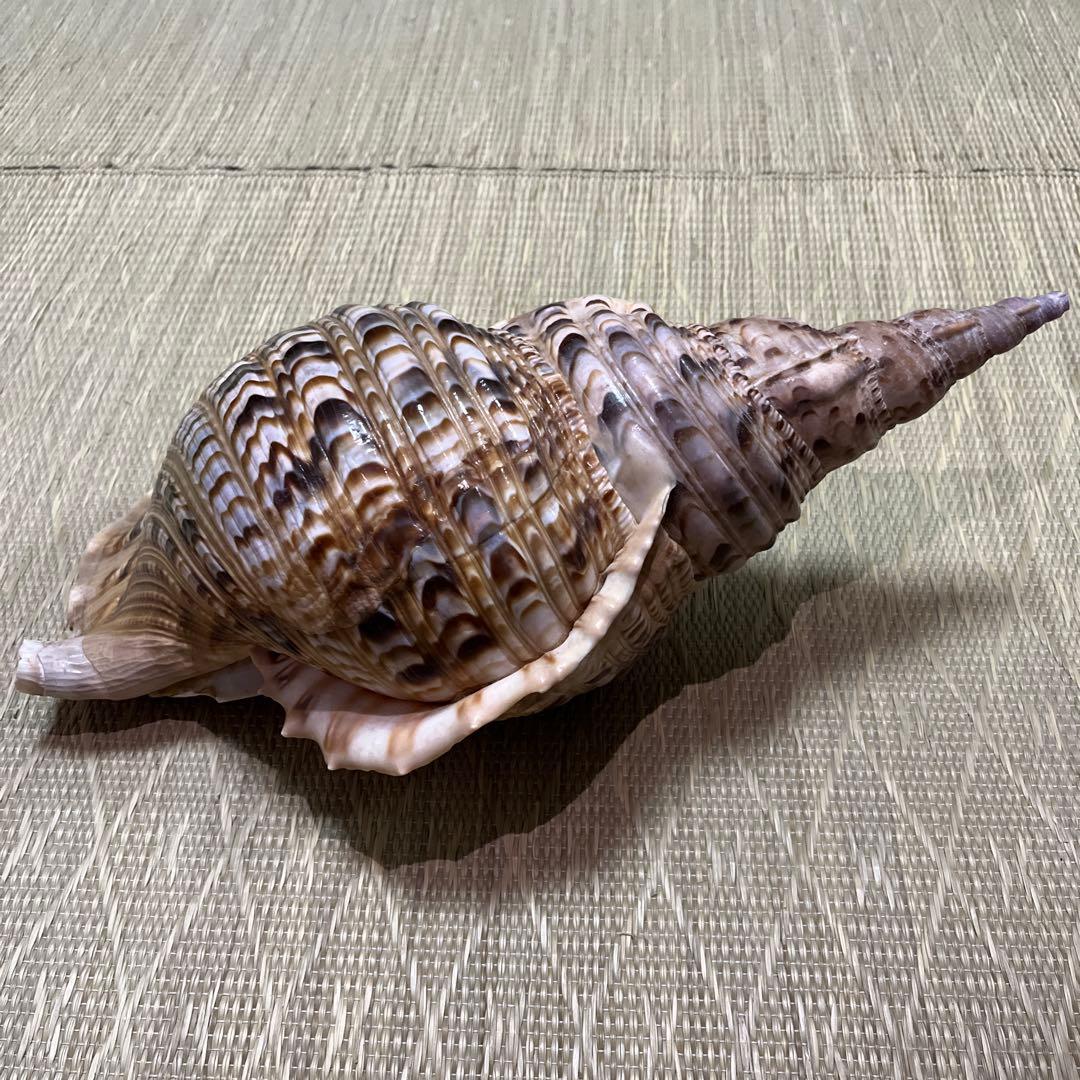 法螺貝　沖縄県産