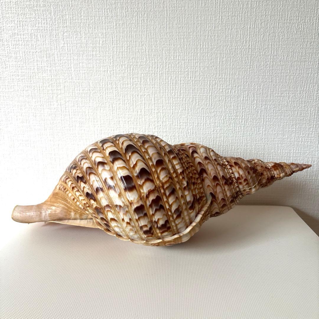 法螺貝　ほら貝　貝殻　インテリア　置物　美品　綺麗