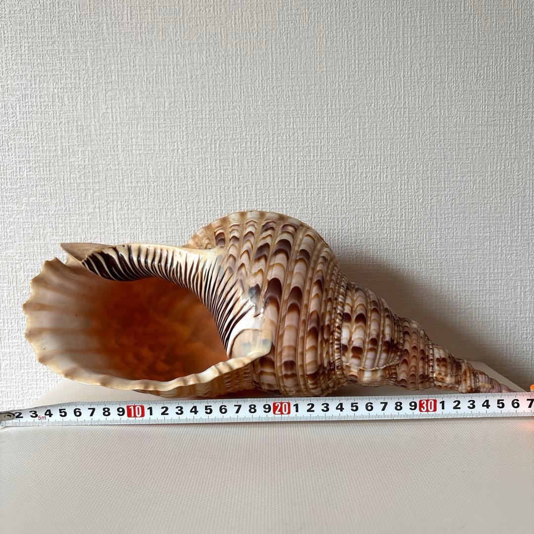 法螺貝　ほら貝　貝殻　インテリア　置物　美品　綺麗