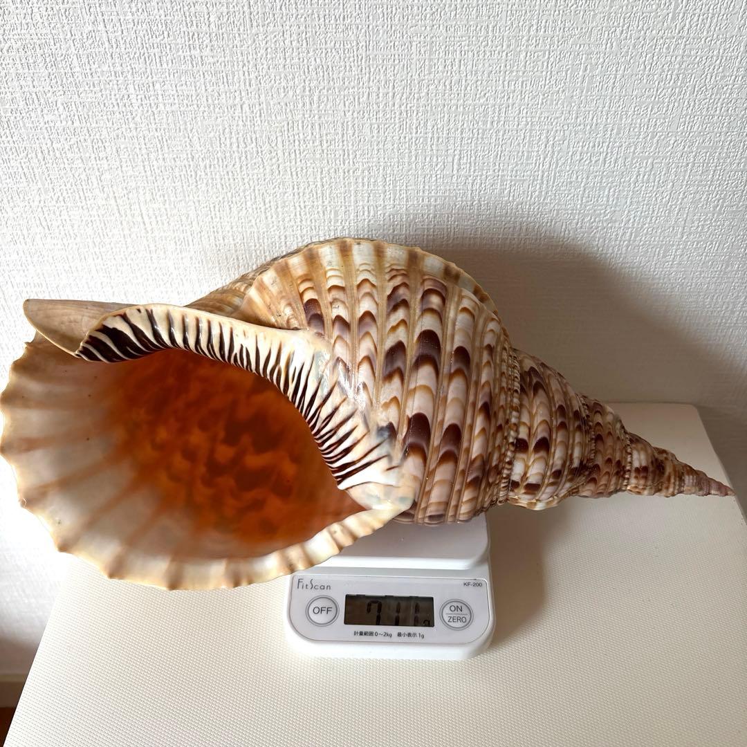 法螺貝　ほら貝　貝殻　インテリア　置物　美品　綺麗
