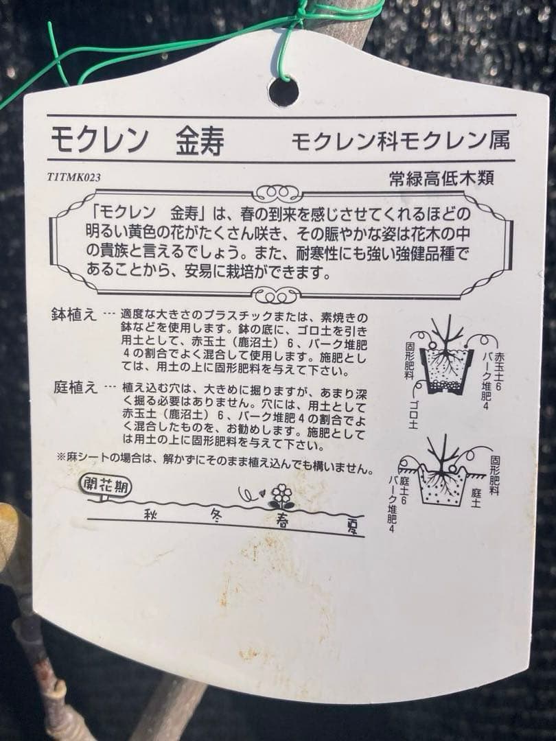 ③*ஐ希少品種！甘い香りで縁起も良い黄花*ஐ接木・マグノリア【金寿モクレン】苗木