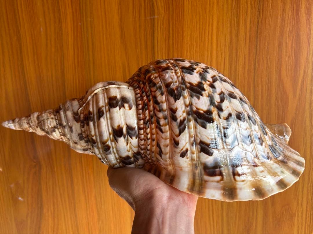 法螺貝　 39.5cm *1140g