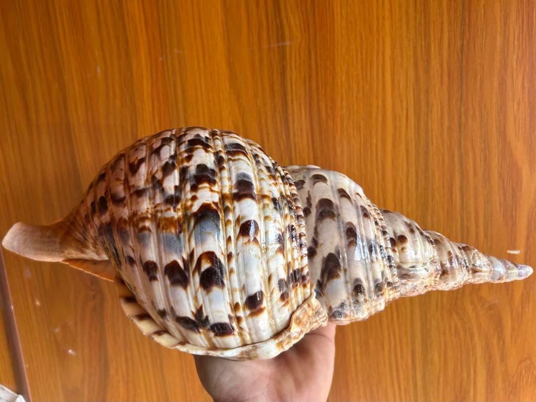 法螺貝　 39.5cm *1140g
