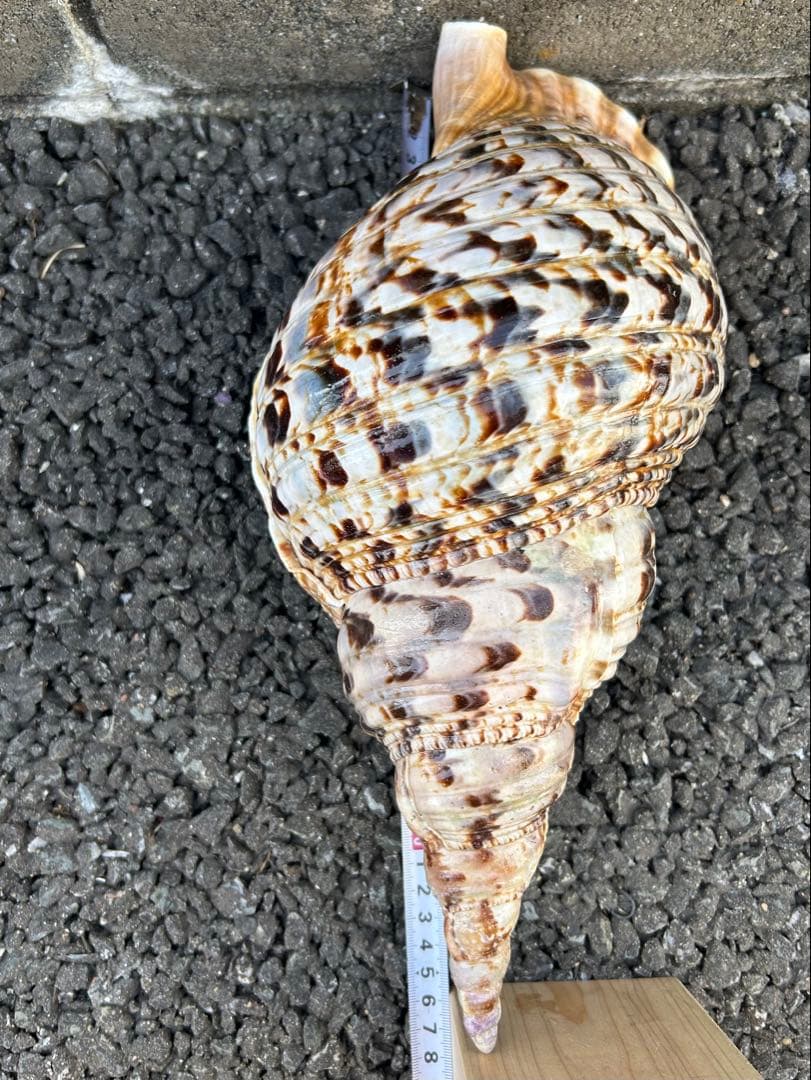 法螺貝　 39.5cm *1140g