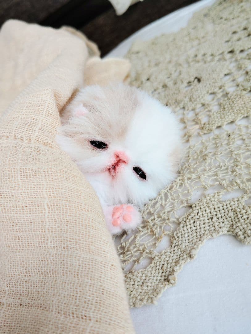 生後7日♡オメメ開いたよ♡エキゾ子猫♡赤ちゃん♡アートドール♡ぬいぐるみ♡