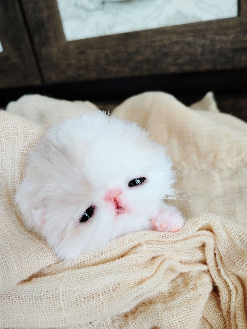 生後7日♡オメメ開いたよ♡エキゾ子猫♡赤ちゃん♡アートドール♡ぬいぐるみ♡