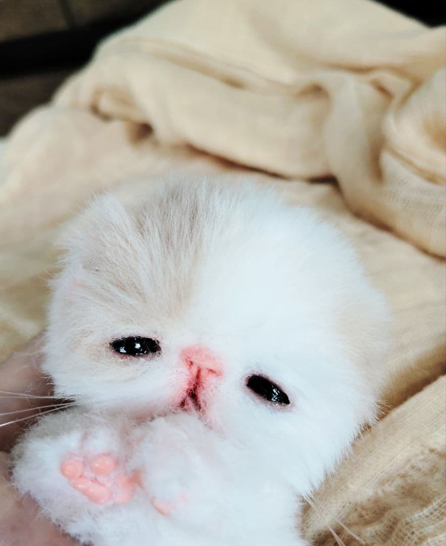 生後7日♡オメメ開いたよ♡エキゾ子猫♡赤ちゃん♡アートドール♡ぬいぐるみ♡