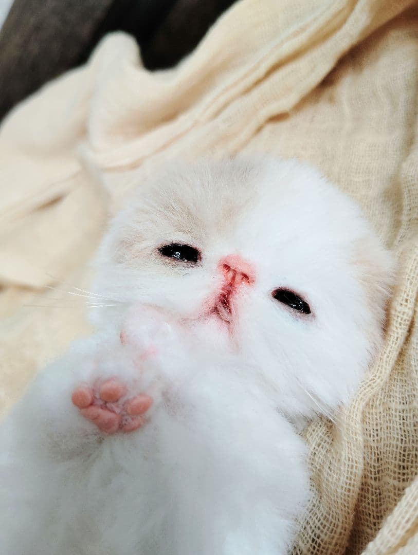 生後7日♡オメメ開いたよ♡エキゾ子猫♡赤ちゃん♡アートドール♡ぬいぐるみ♡