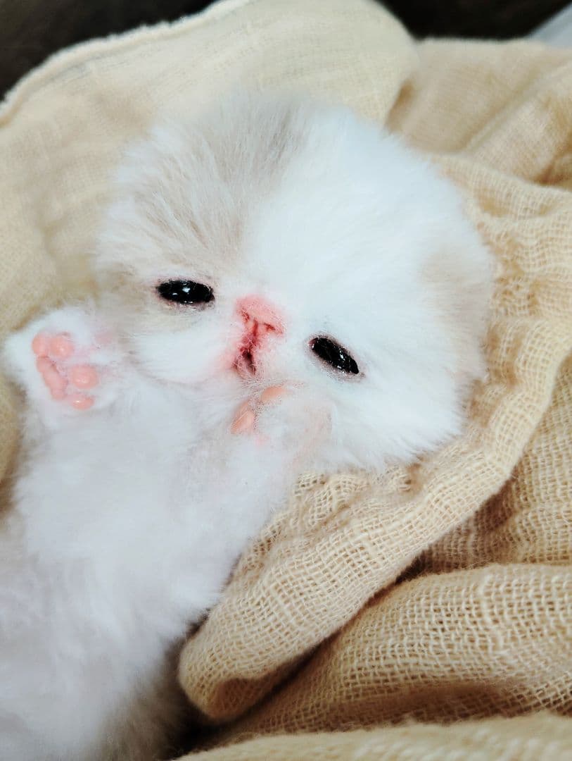 生後7日♡オメメ開いたよ♡エキゾ子猫♡赤ちゃん♡アートドール♡ぬいぐるみ♡