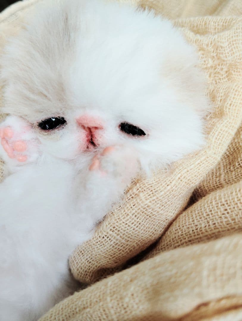 生後7日♡オメメ開いたよ♡エキゾ子猫♡赤ちゃん♡アートドール♡ぬいぐるみ♡