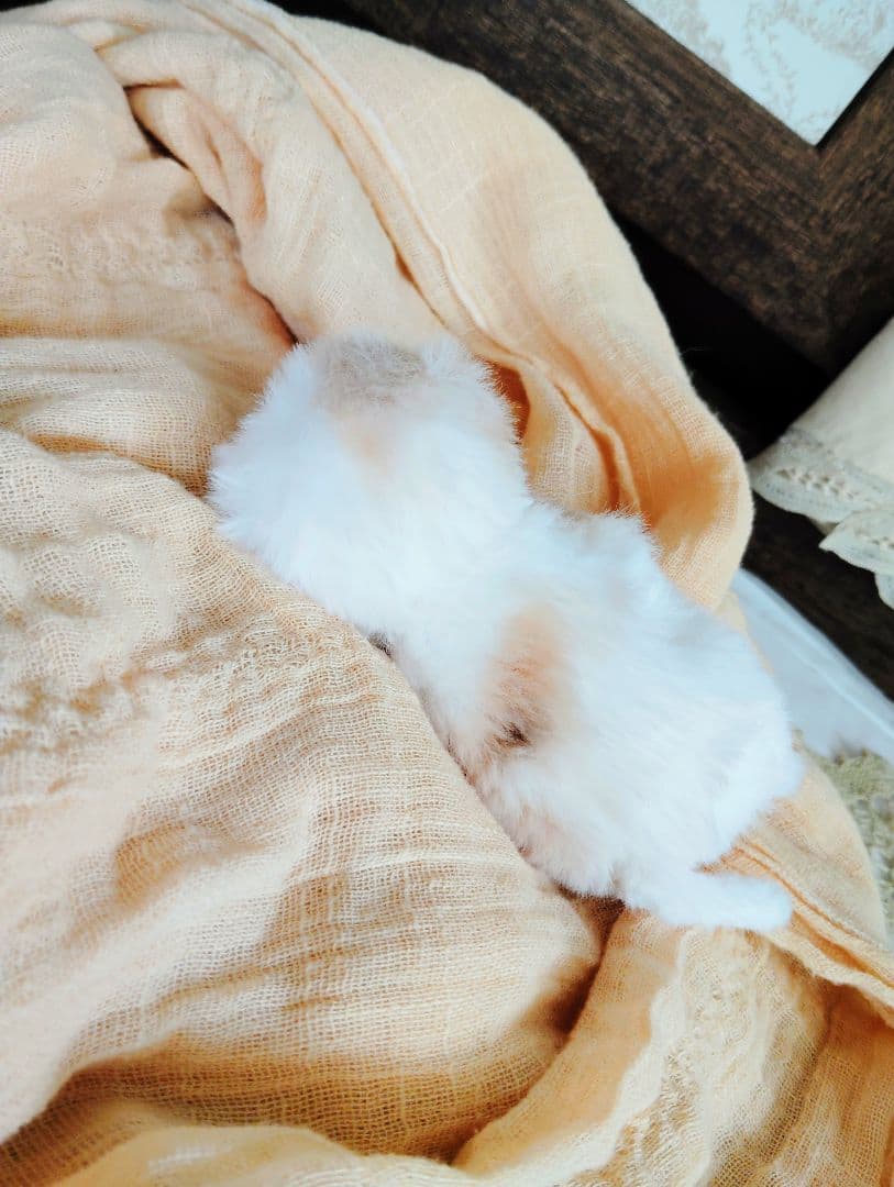 生後7日♡オメメ開いたよ♡エキゾ子猫♡赤ちゃん♡アートドール♡ぬいぐるみ♡