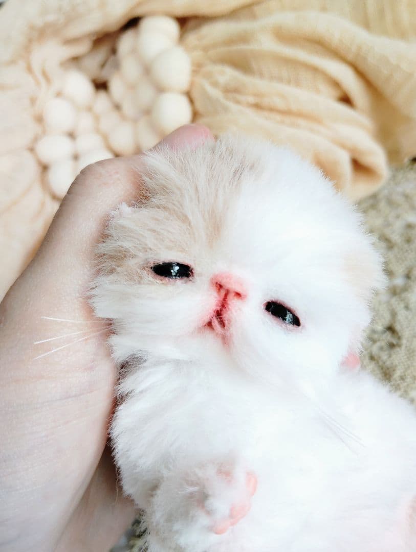 生後7日♡オメメ開いたよ♡エキゾ子猫♡赤ちゃん♡アートドール♡ぬいぐるみ♡