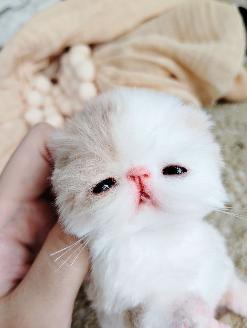 生後7日♡オメメ開いたよ♡エキゾ子猫♡赤ちゃん♡アートドール♡ぬいぐるみ♡