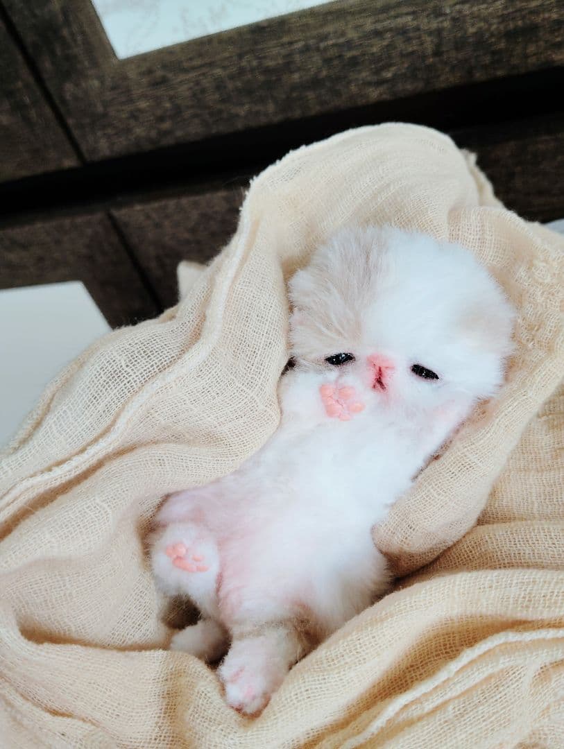 生後7日♡オメメ開いたよ♡エキゾ子猫♡赤ちゃん♡アートドール♡ぬいぐるみ♡