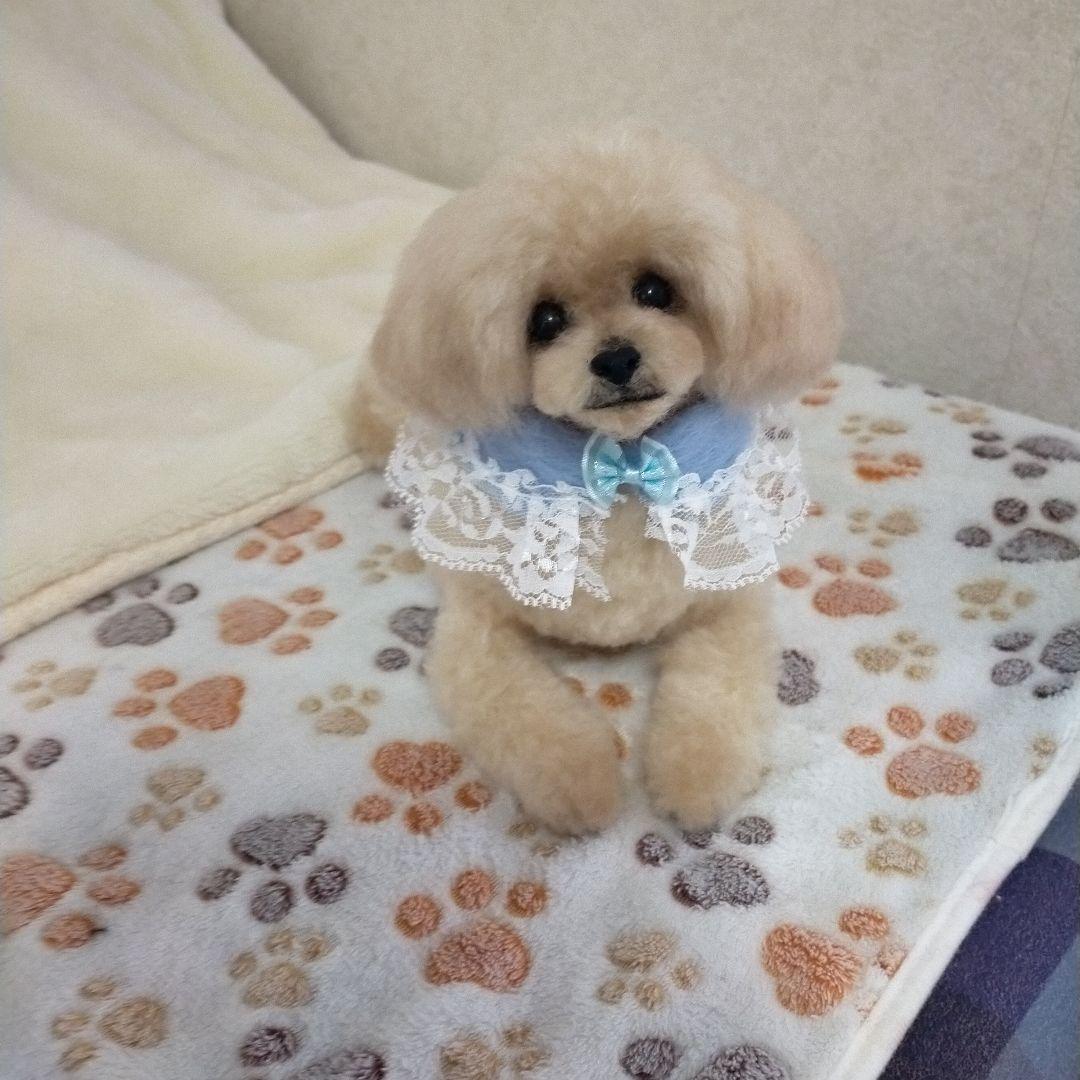 送料込み♡トイプードルアプリコットちゃん♡伏せポーズ。