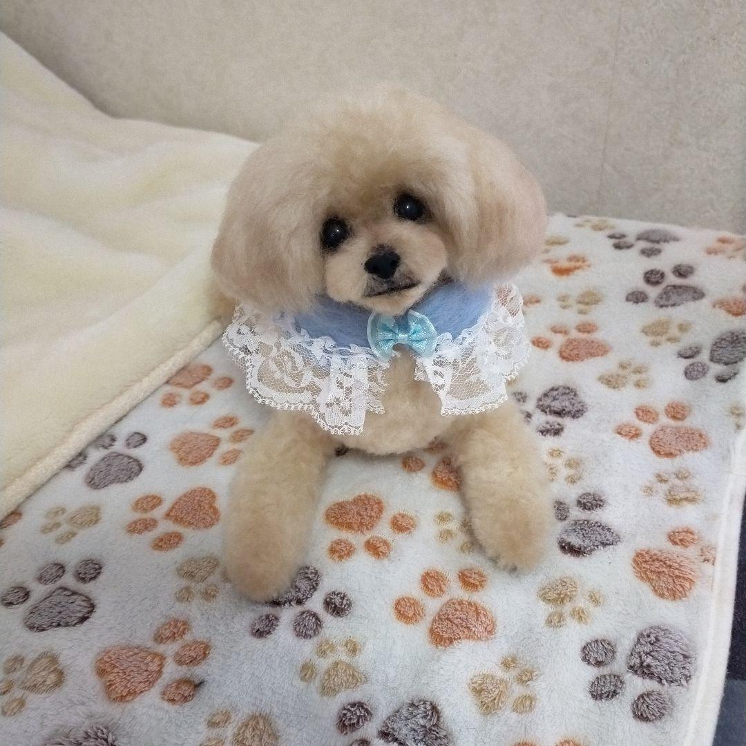 送料込み♡トイプードルアプリコットちゃん♡伏せポーズ。