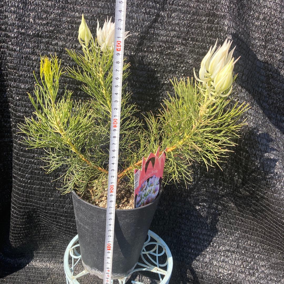 ①*:ஐ個性的で美しい白花*:ஐセルリア・苗木【ブラッシングブライド】苗・5号