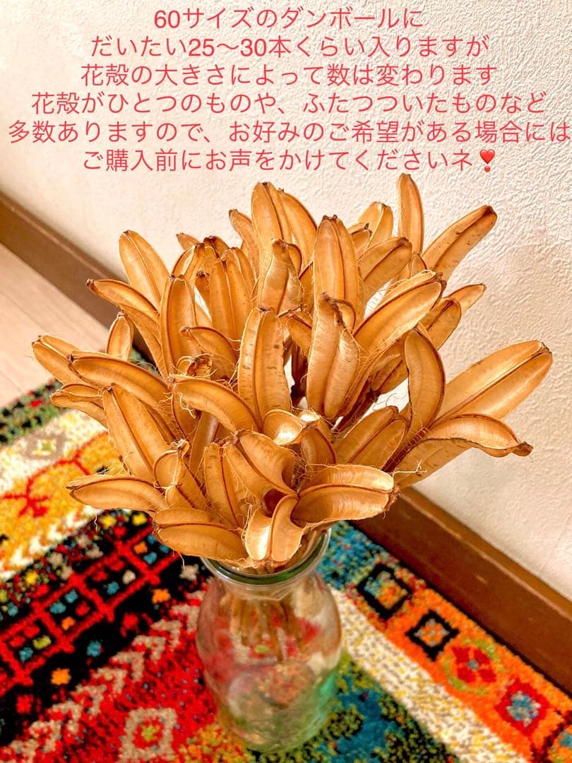 花材【天然野生＊テッポウ百合の花殻】60サイズめいっぱい！百合殻＊ドライフラワー