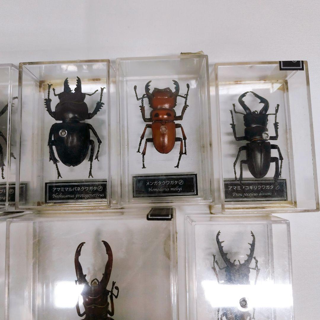 世界の昆虫 72体セット ディアゴスティーニ 標本 見本