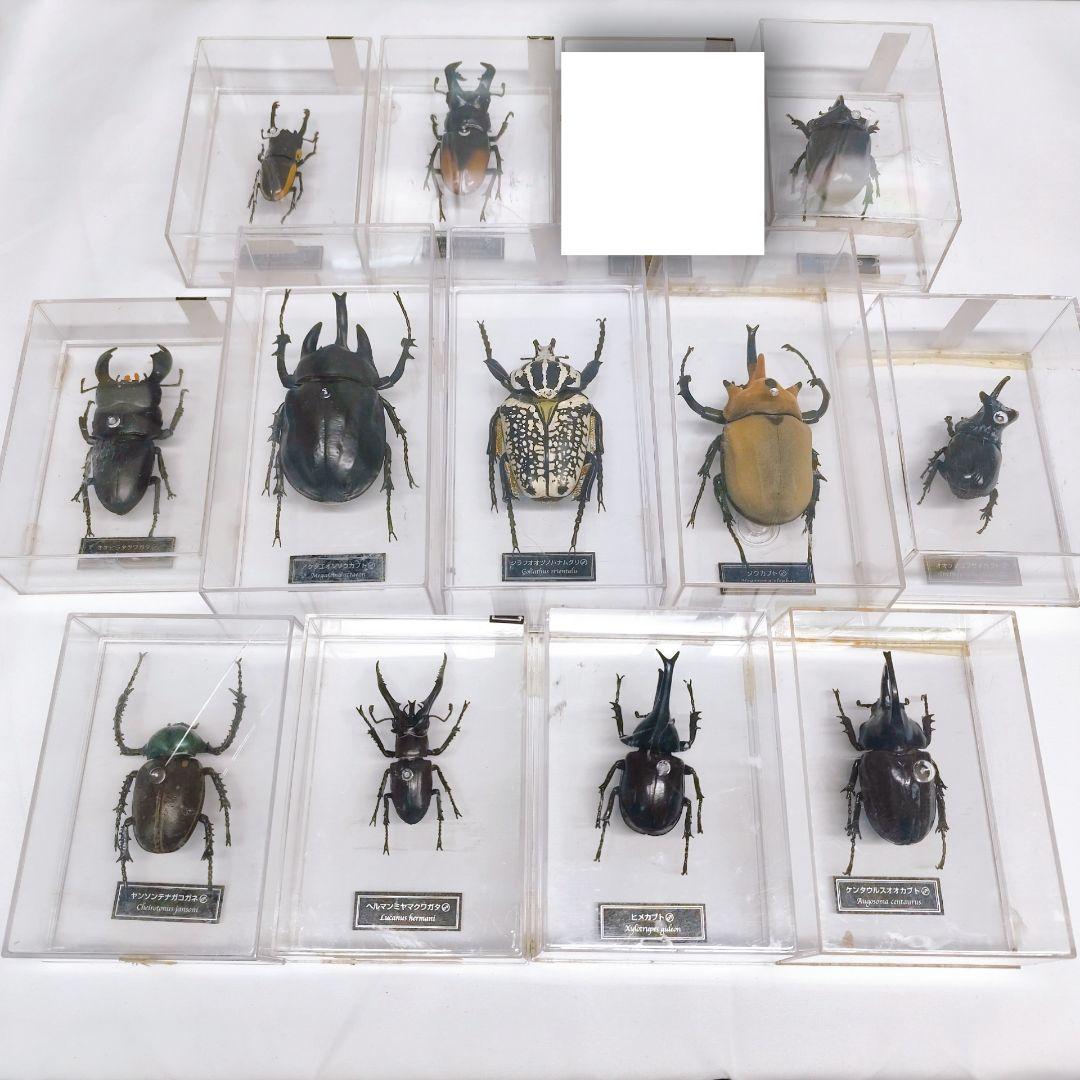 世界の昆虫 72体セット ディアゴスティーニ 標本 見本