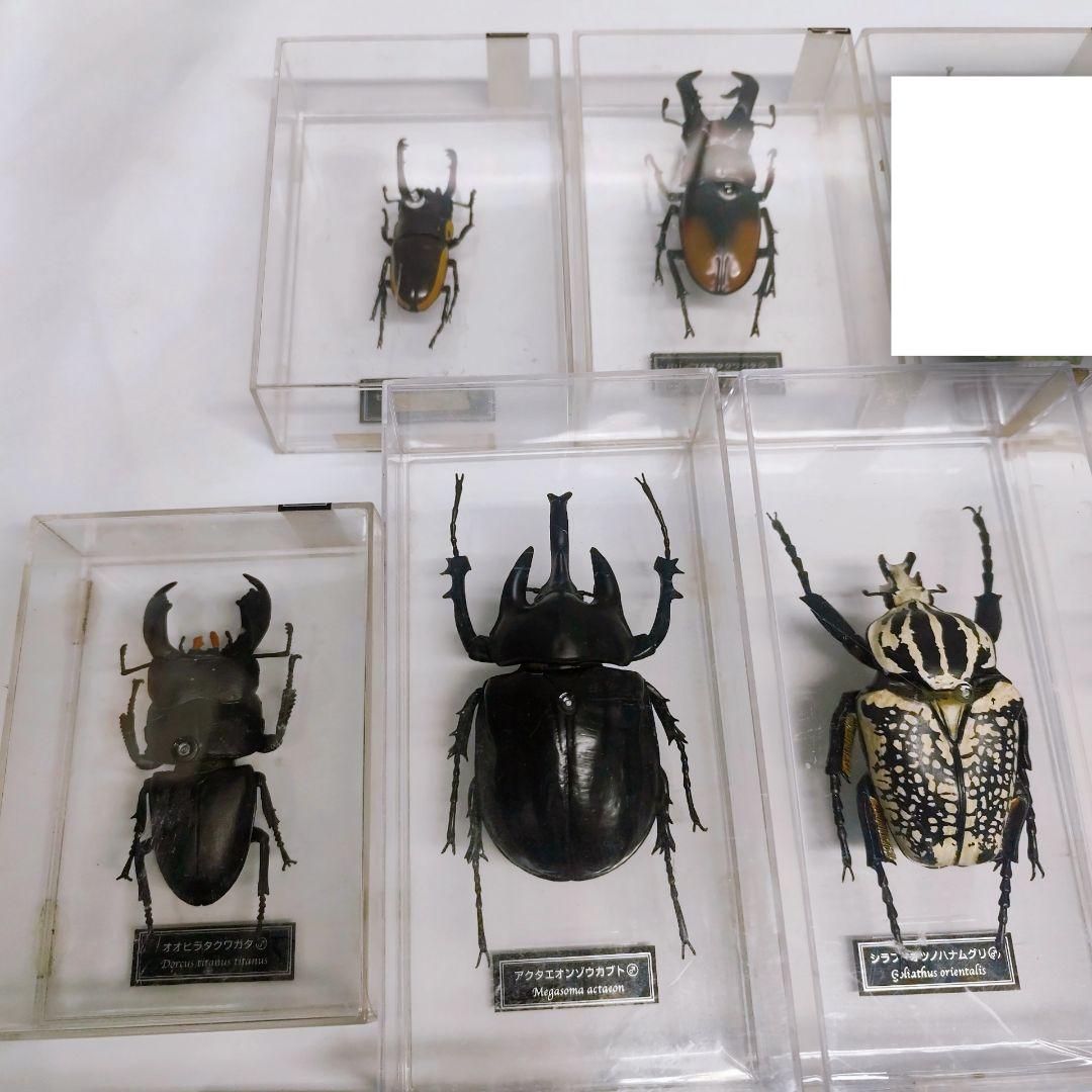 世界の昆虫 72体セット ディアゴスティーニ 標本 見本