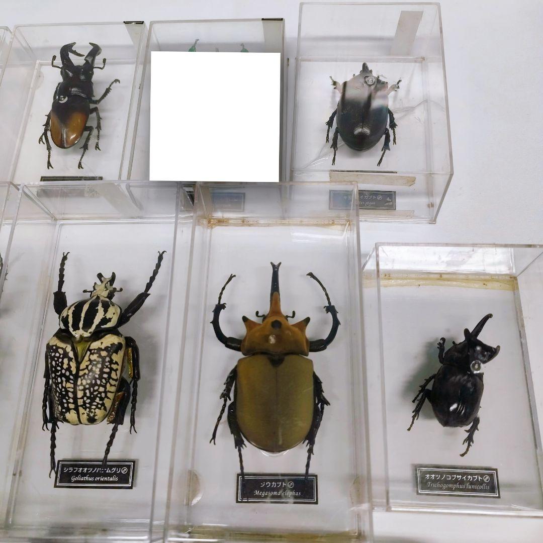 世界の昆虫 72体セット ディアゴスティーニ 標本 見本