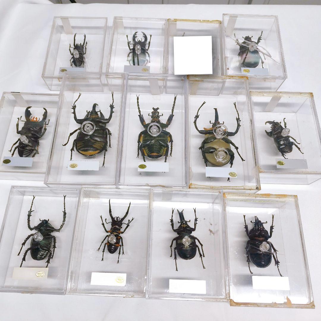 世界の昆虫 72体セット ディアゴスティーニ 標本 見本