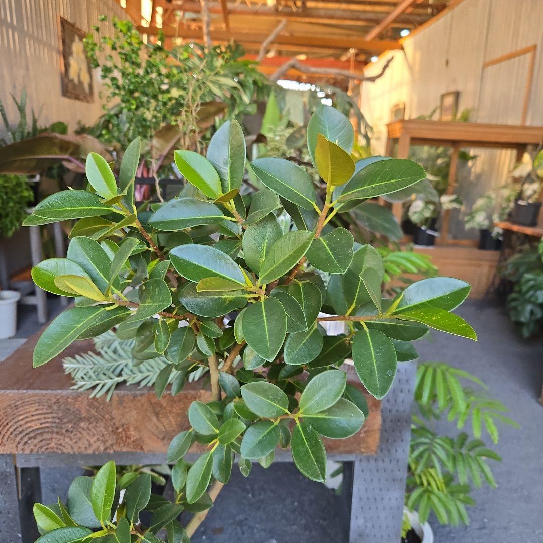 ⑮　フィカス　フランスゴムの木　曲がり仕立て７号　最高等級極上品‼️