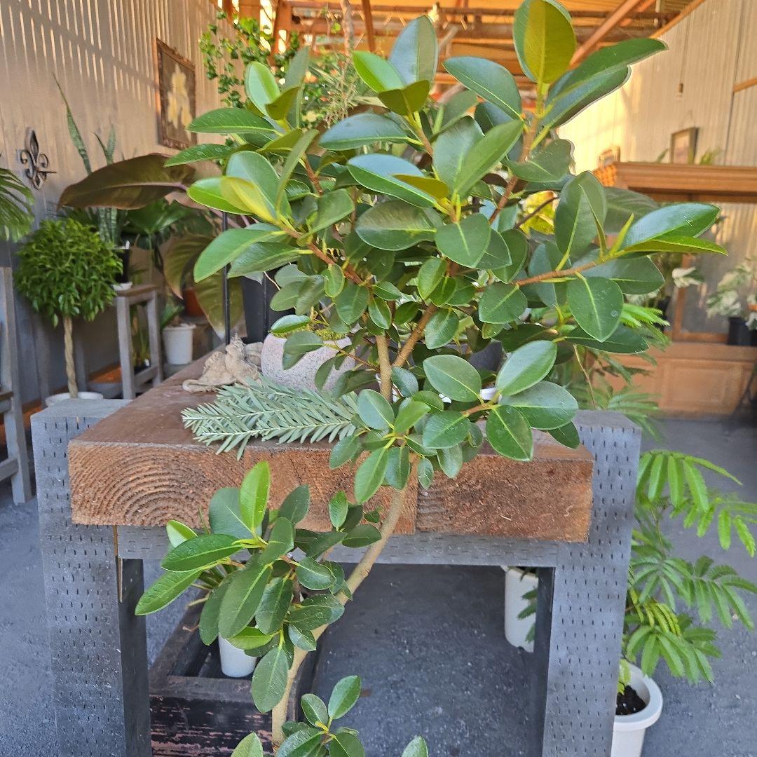 ⑮　フィカス　フランスゴムの木　曲がり仕立て７号　最高等級極上品‼️