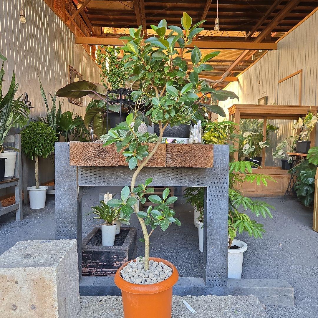 ⑮　フィカス　フランスゴムの木　曲がり仕立て７号　最高等級極上品‼️