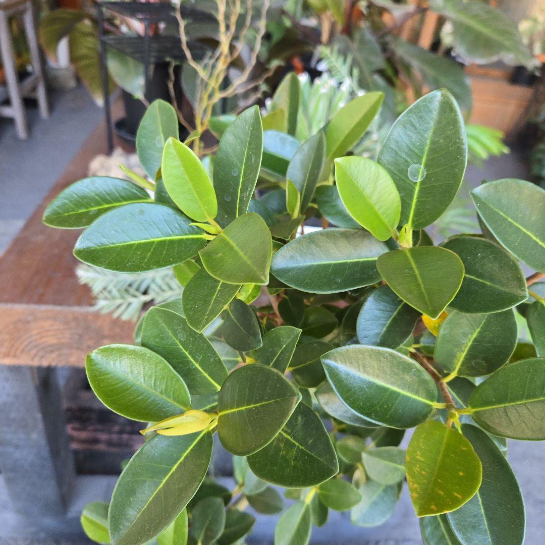 ⑮　フィカス　フランスゴムの木　曲がり仕立て７号　最高等級極上品‼️