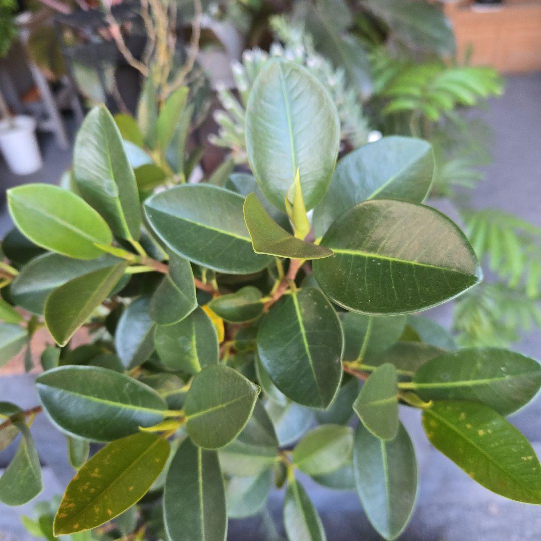 ⑮　フィカス　フランスゴムの木　曲がり仕立て７号　最高等級極上品‼️