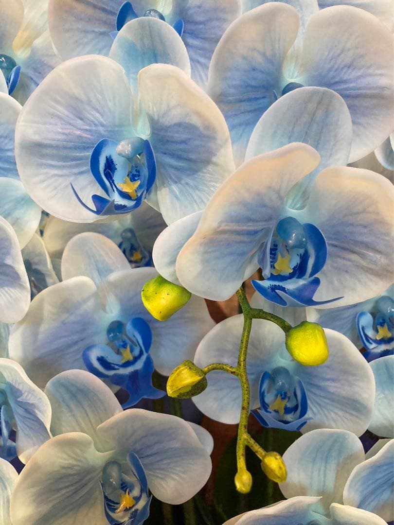 光触媒　人工観葉植物　ウォールグリーン　フェイクグリーン　リアル胡蝶蘭8557