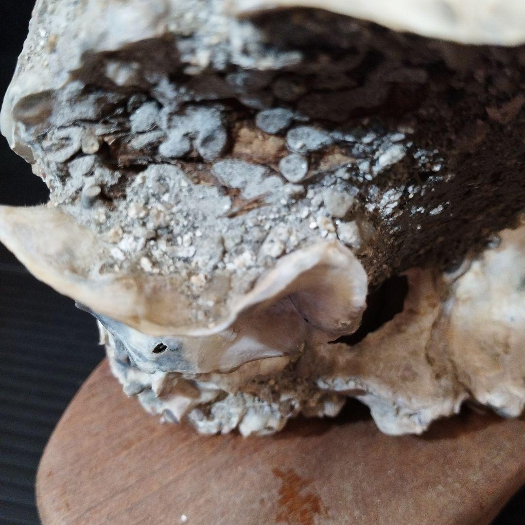 オブジェ【おじいちゃんの宝物シリーズ】【希少】貝殻のインテリア置物 木製台座付き