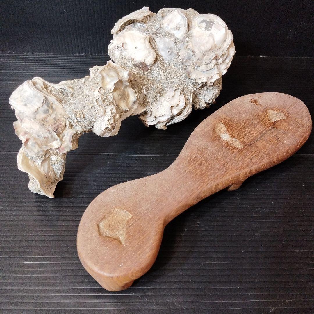 オブジェ【おじいちゃんの宝物シリーズ】【希少】貝殻のインテリア置物 木製台座付き