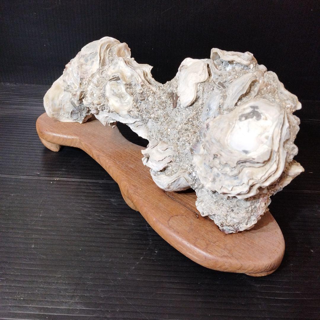 オブジェ【おじいちゃんの宝物シリーズ】【希少】貝殻のインテリア置物 木製台座付き