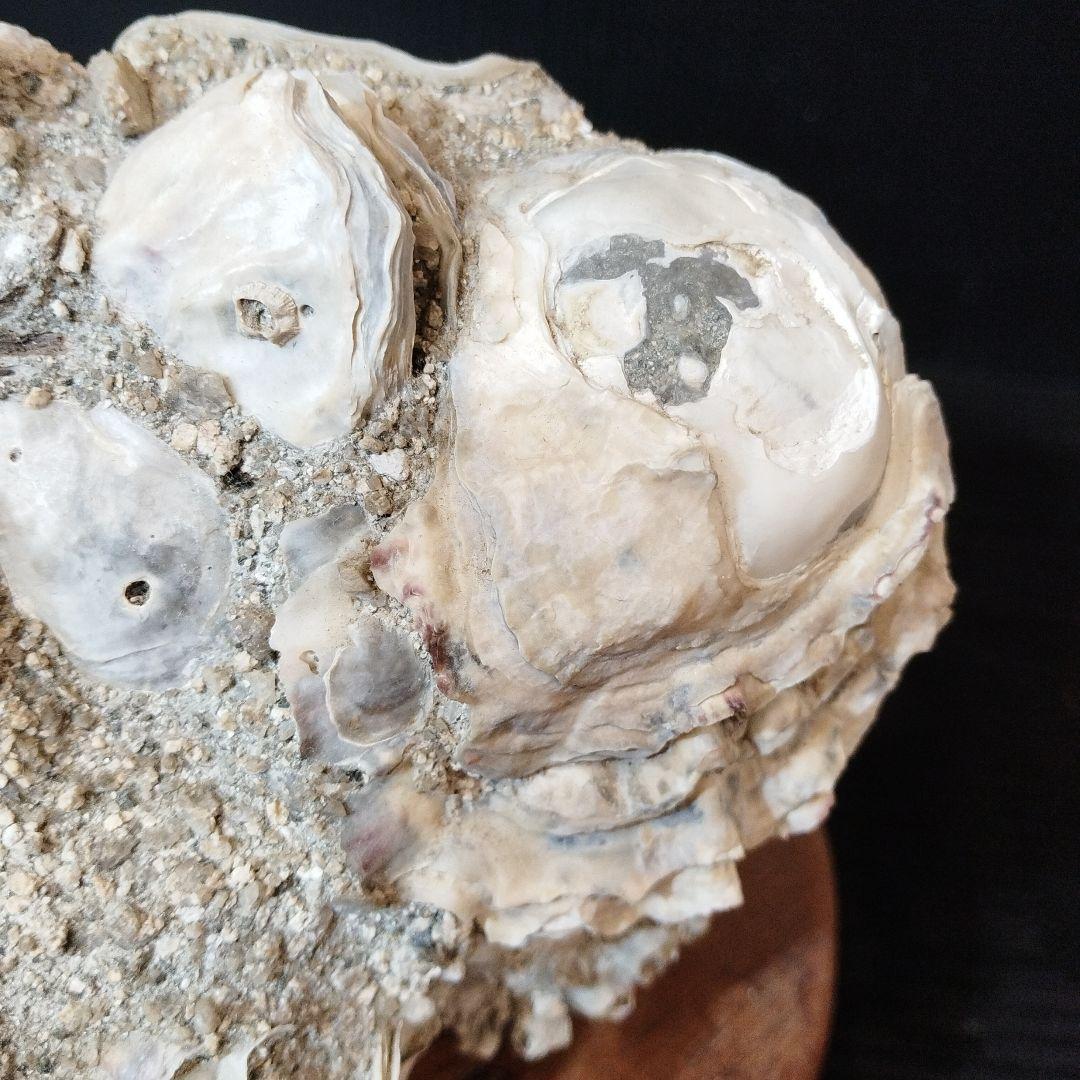 オブジェ【おじいちゃんの宝物シリーズ】【希少】貝殻のインテリア置物 木製台座付き