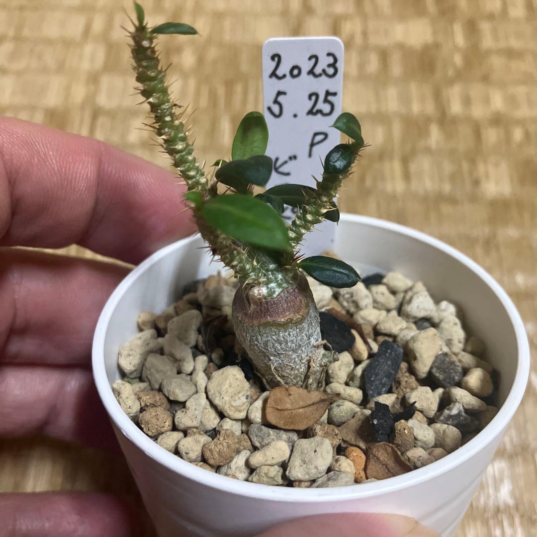 パキポディウム　ビスピノーサム　矮性　実生　レア株　鉢ごと発送