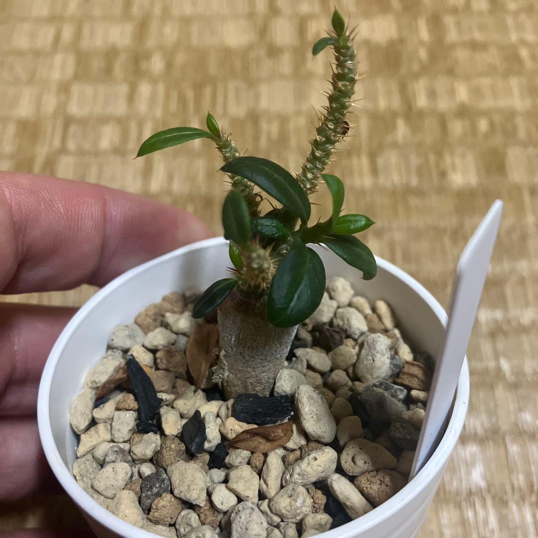 パキポディウム　ビスピノーサム　矮性　実生　レア株　鉢ごと発送