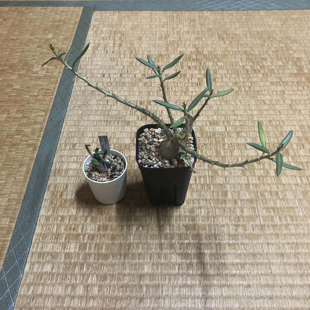パキポディウム　ビスピノーサム　矮性　実生　レア株　鉢ごと発送