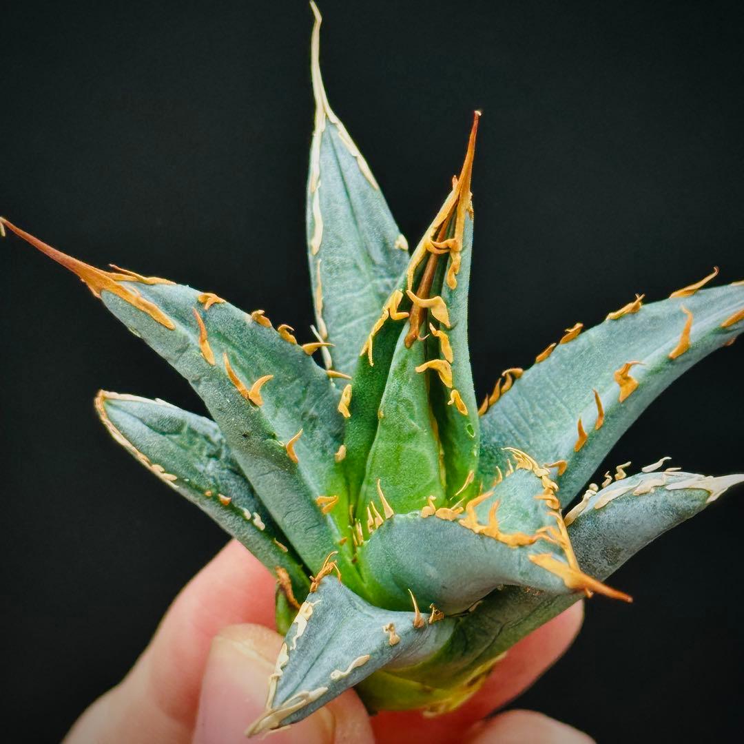 a*a様 棘界/アガベ/帝妖/エボリスピナX帝君の交雑種/微背棘/陽炎棘