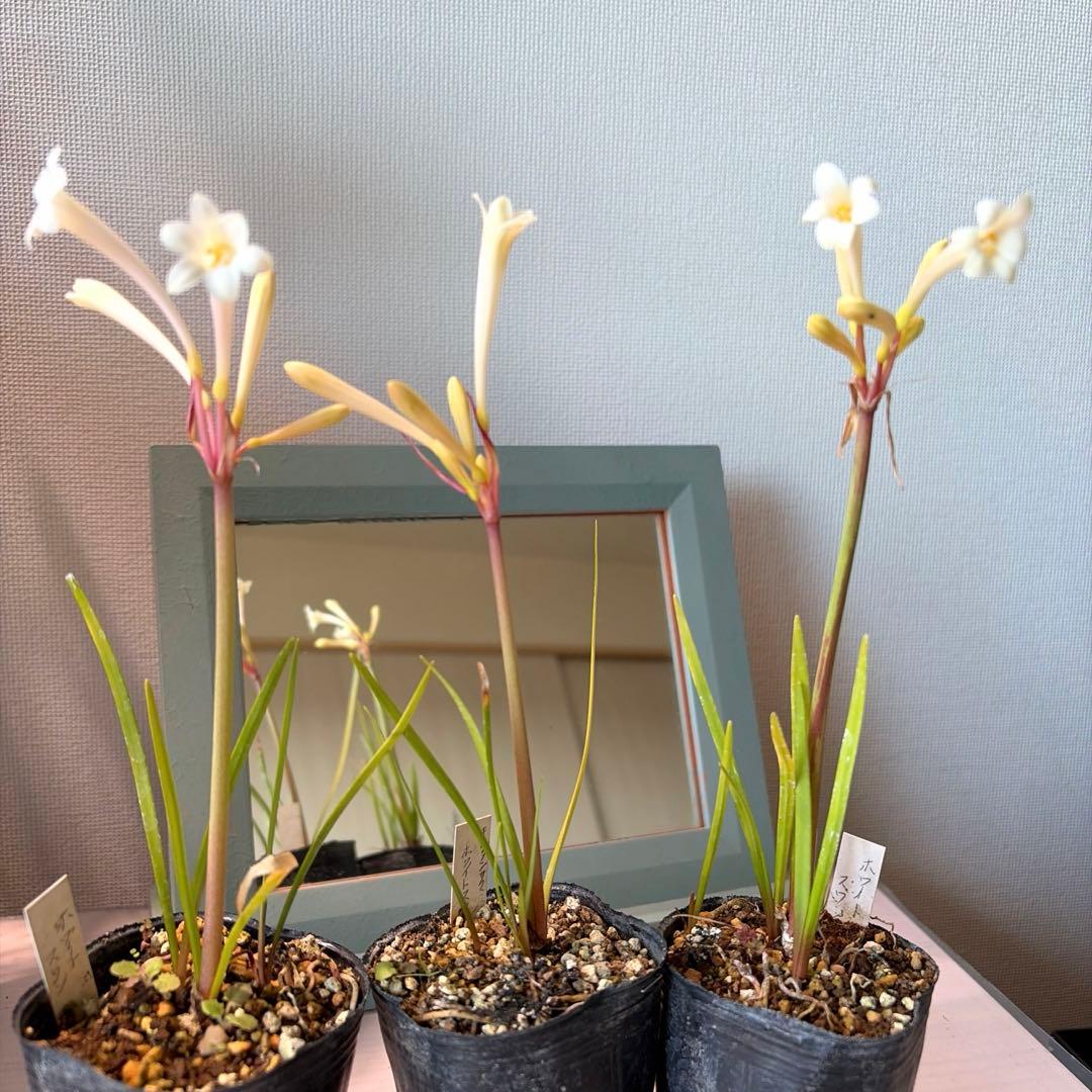 こむぎ様　確認用　オステオスペルマム　ベネチア