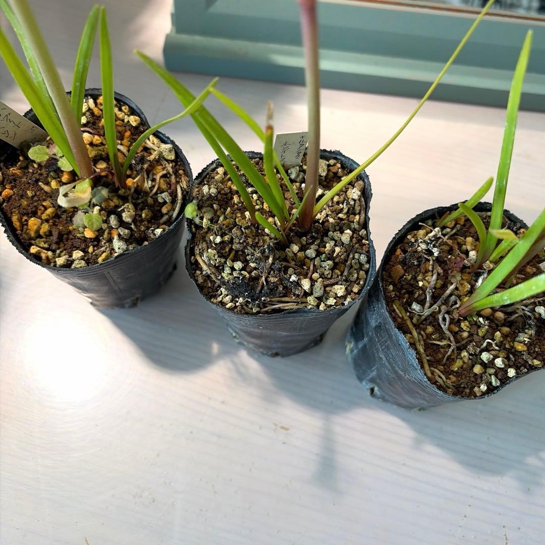 こむぎ様　確認用　オステオスペルマム　ベネチア