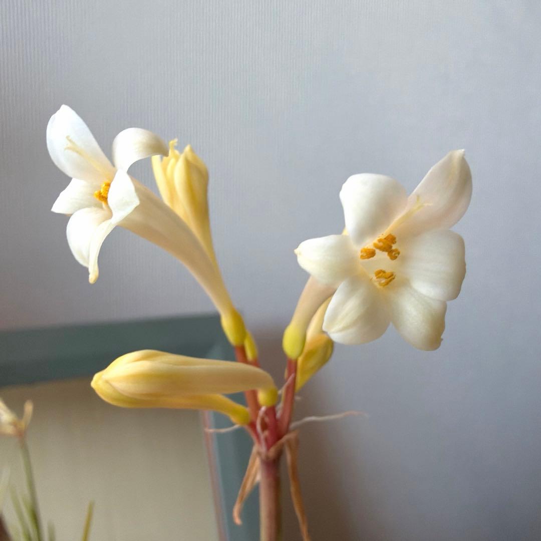 こむぎ様　確認用　オステオスペルマム　ベネチア