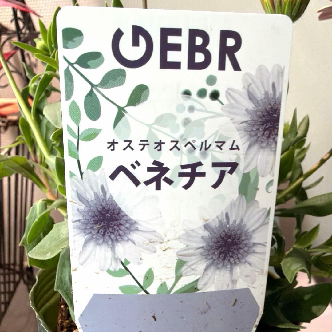 こむぎ様　確認用　オステオスペルマム　ベネチア